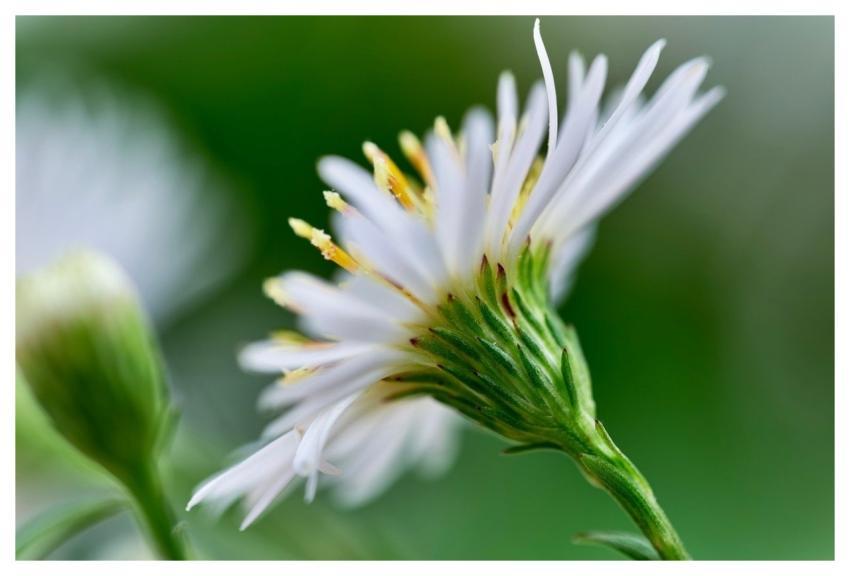 Tall White Aster Nature Petals Bloom