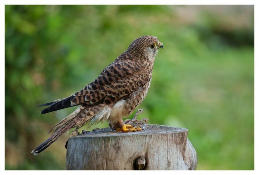Kestrel Falcon Nature Bird