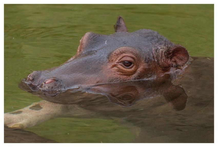 Hippopotamus Animal Nature Mammal