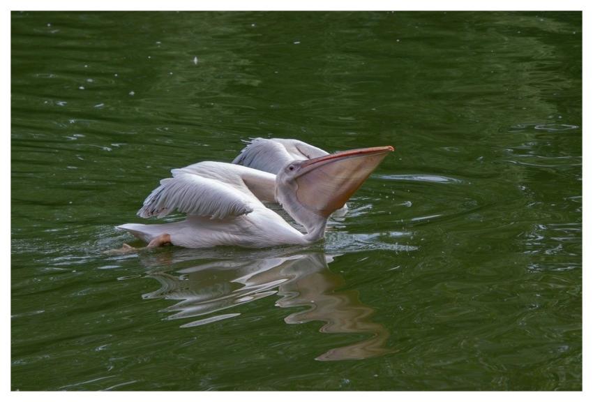 Pelican Bird Animal Beak