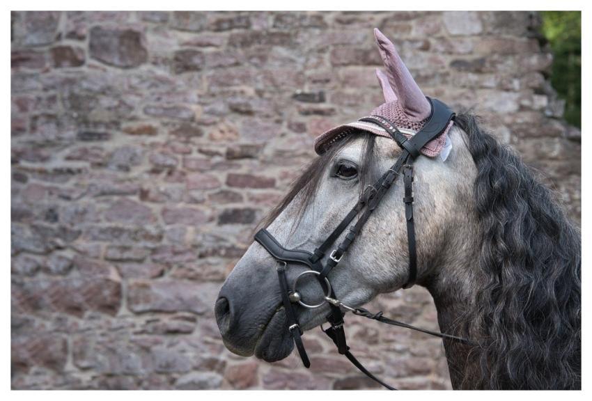 Horse Nature Animal Portrait