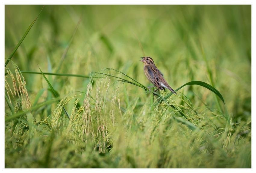 Bird Nature Wildlife Plumage