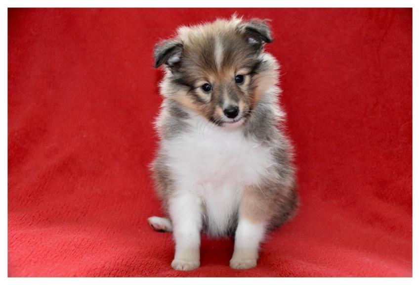 Shetland Sheepdog Puppy Young Dog Shetland Sheepdo