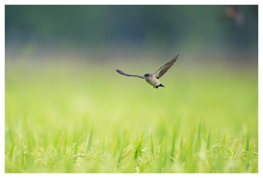 Bird Nature Wildlife Plumage