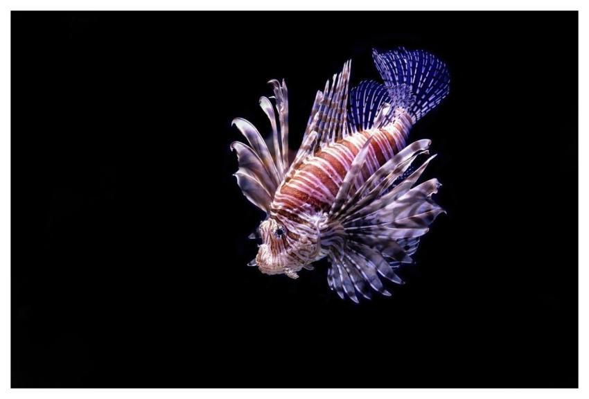 Lionfish Fish Nature Underwater