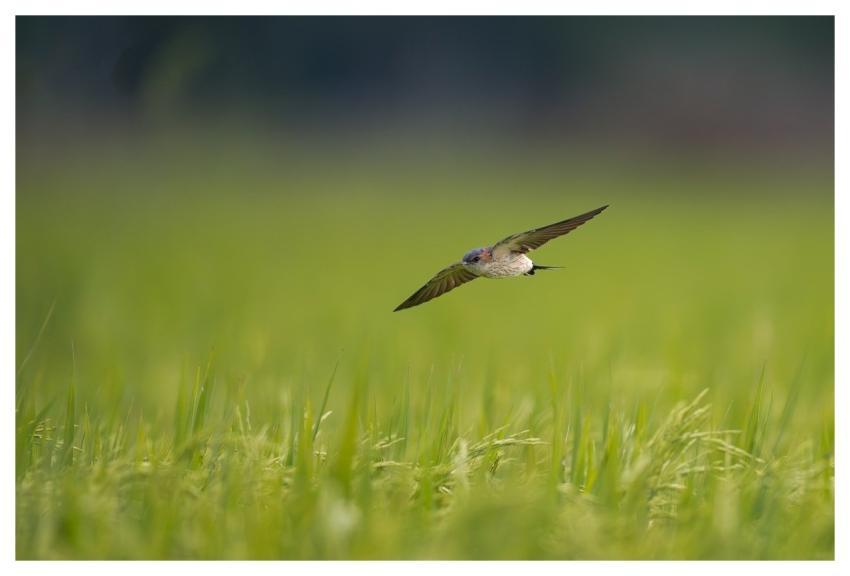 Bird Nature Wildlife Plumage