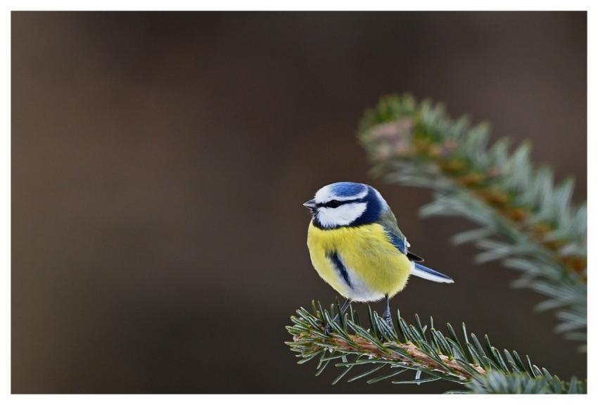 Blue Tit Bird Snow Twig
