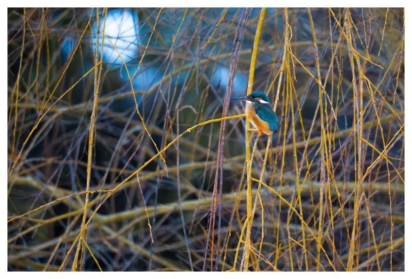 Kingfisher Nature Bird Wild Bird