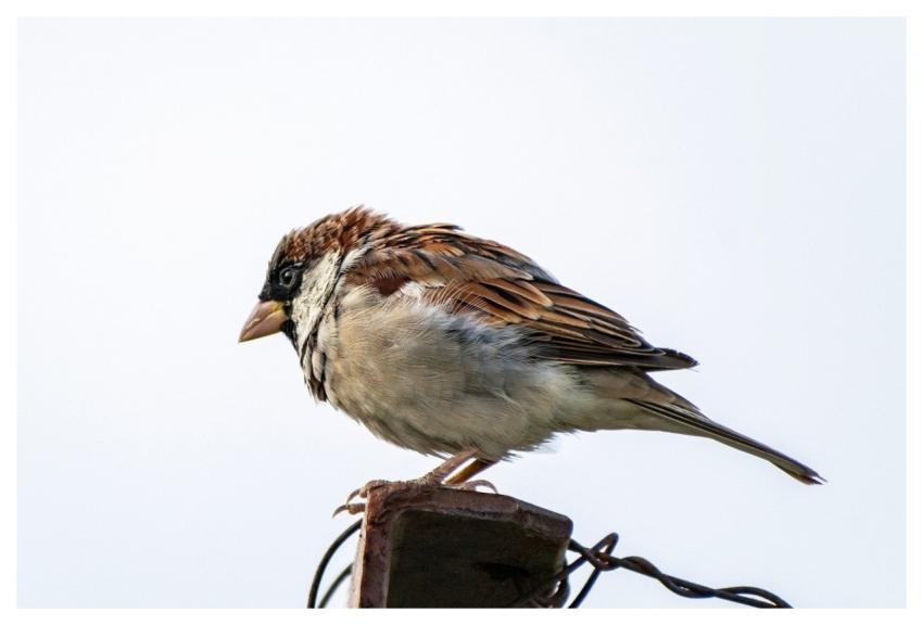Male Sparrow Sparrow Animal Bird