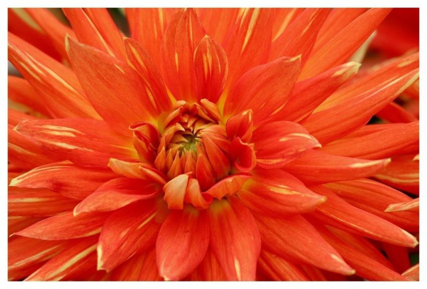 Dahlia 4K Wallpaper Laptop Wallpaper Full Hd Wallp