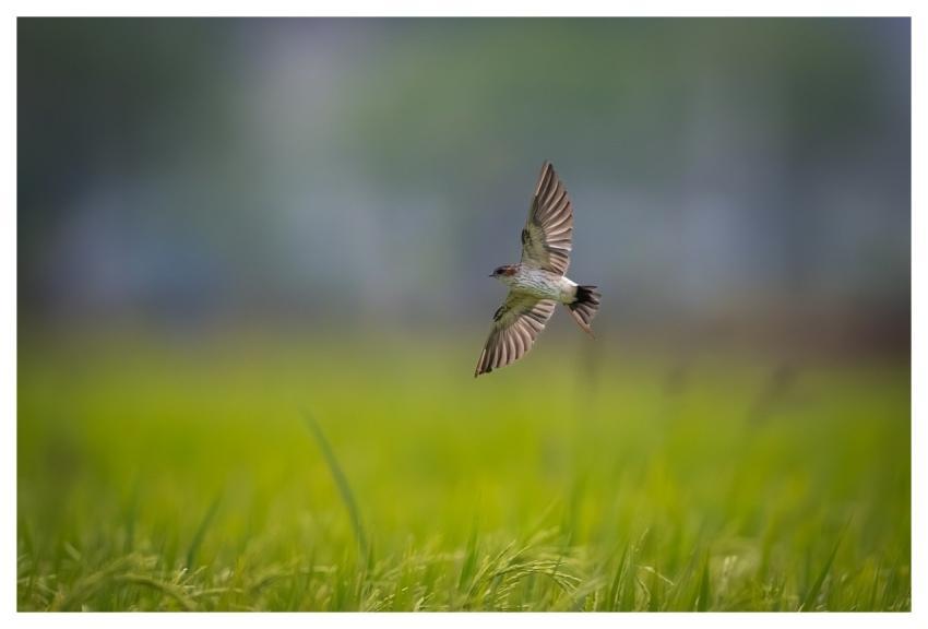 Bird Nature Wildlife Plumage