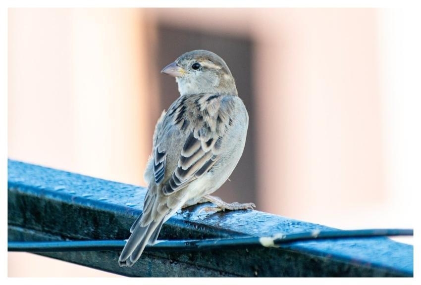 Sparrow Bird Animal Nature
