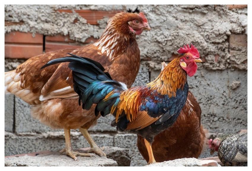 Gallo Pens Crest Birds