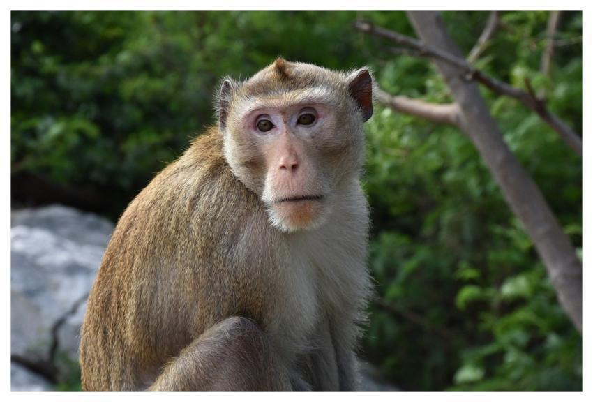 Thailand Nature Landscape Forest