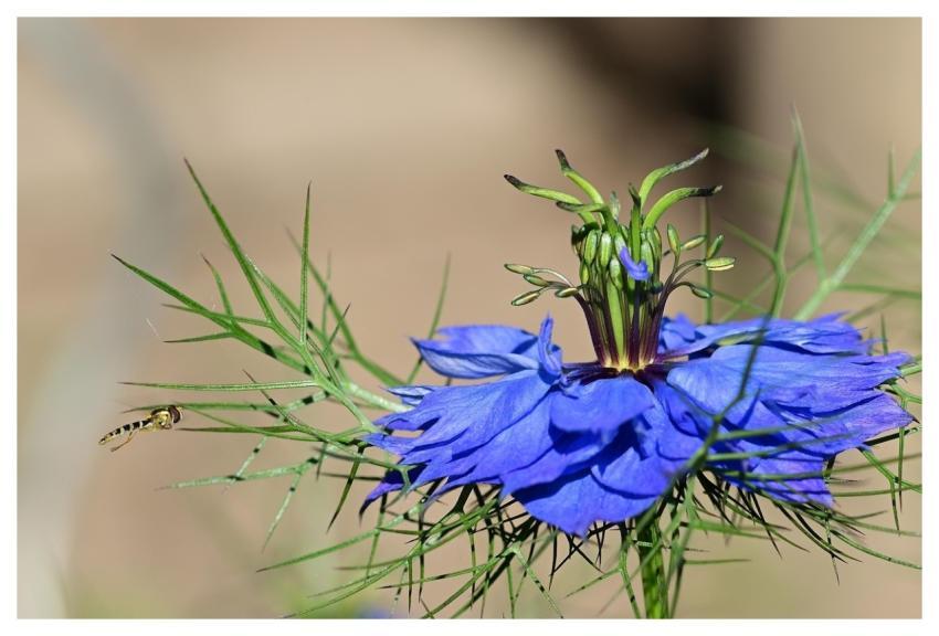 Busy Lizzie Hover Fly Blossom Bloom