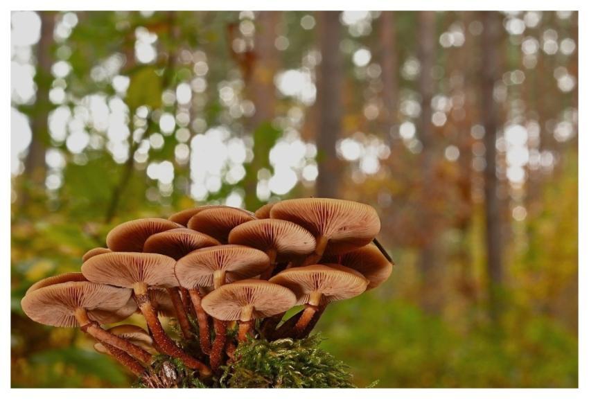 Mushrooms Fall Fungal Science Moss