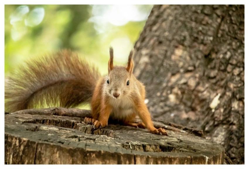 Squirrel Hd Wallpaper Nearby Nature