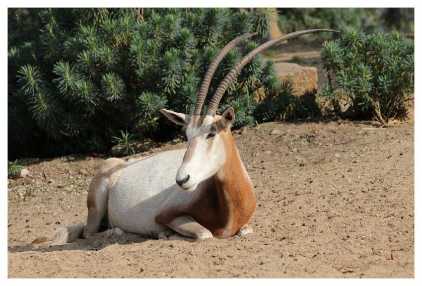 Gazelle Oryx Dammah Wild Nature