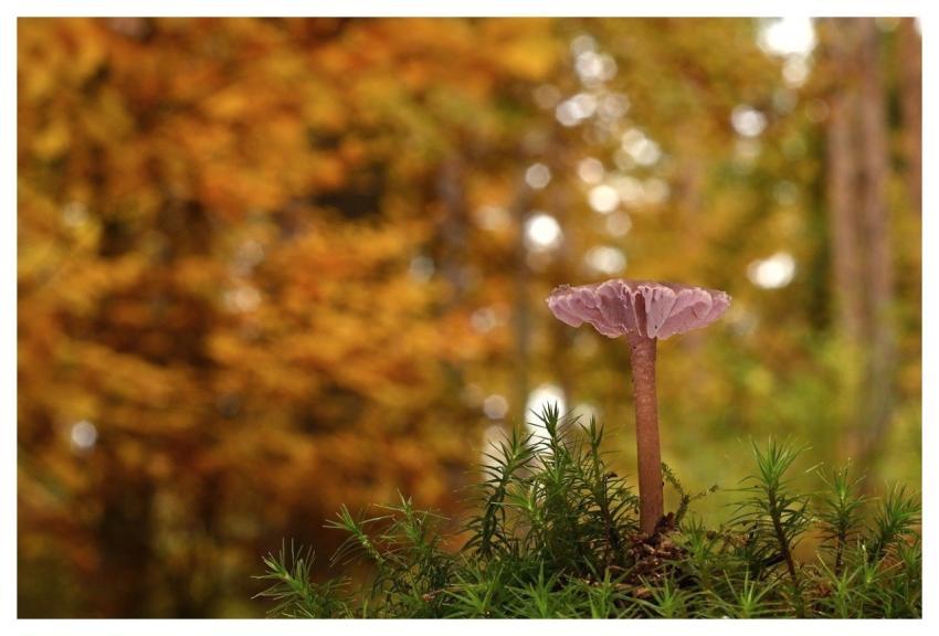 Mushroom Fall Forest Floor Moss