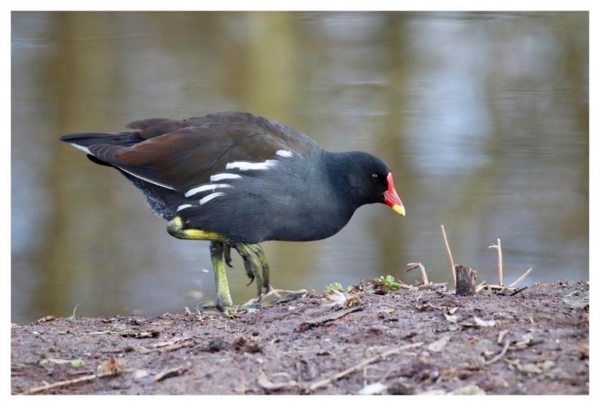Moorhen Rail Lake Feathers