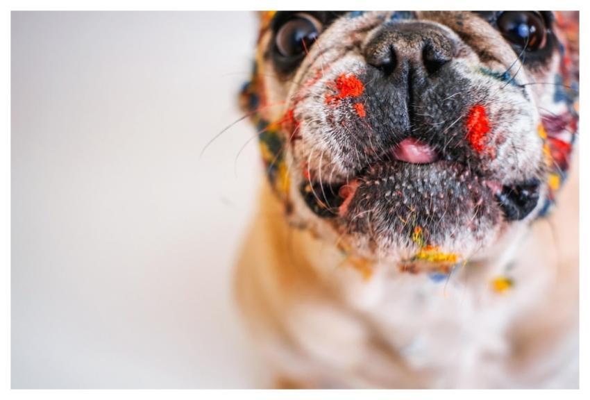 French Bulldog Dog Pet Nature