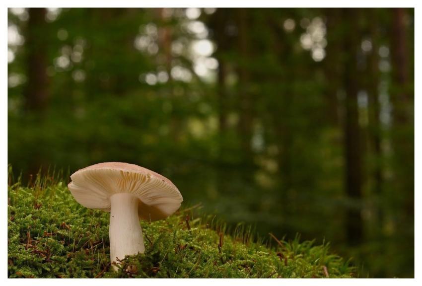 Mushroom Fall Forest Floor Moss