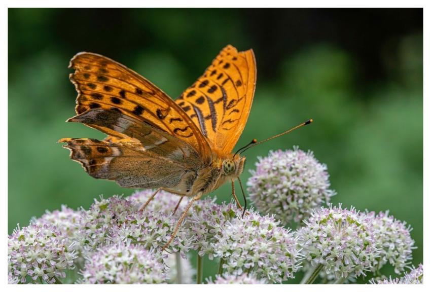 Nature Animal Animal Wing Flower Wallpaper