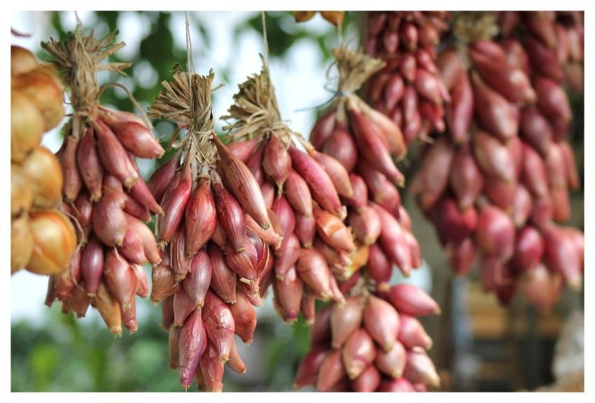 Onion Vegetables Food Organic