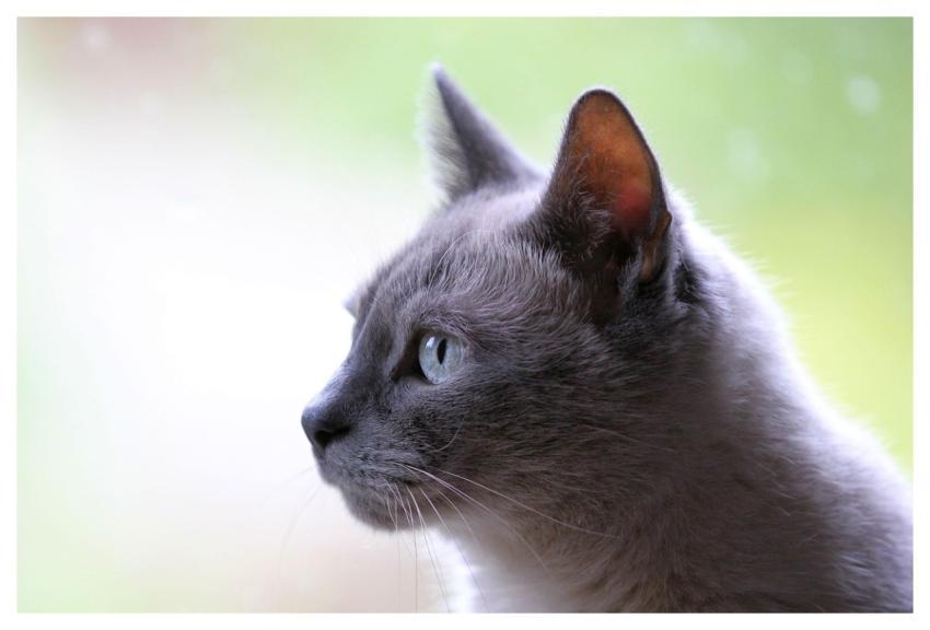 Cat Domestic Animal Animal Pet