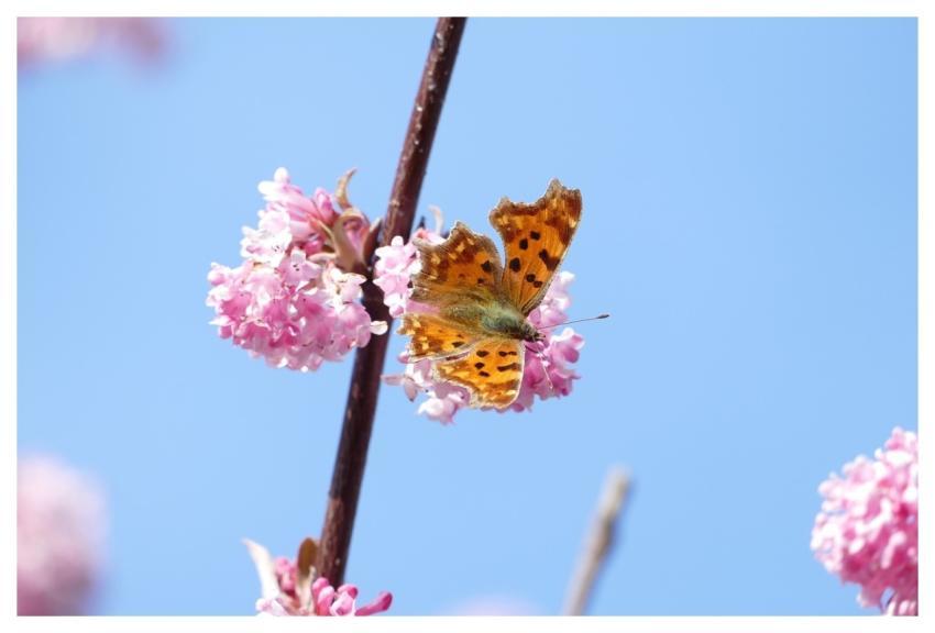 Butterfly Chopped Aurelia Nature Bug