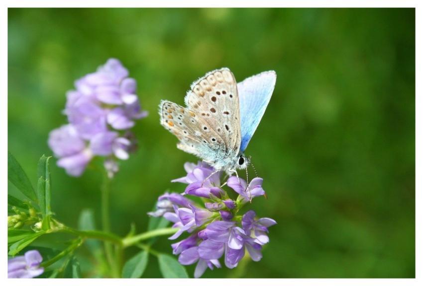 Butterfly Icarus Flower Wallpaper Common Blue