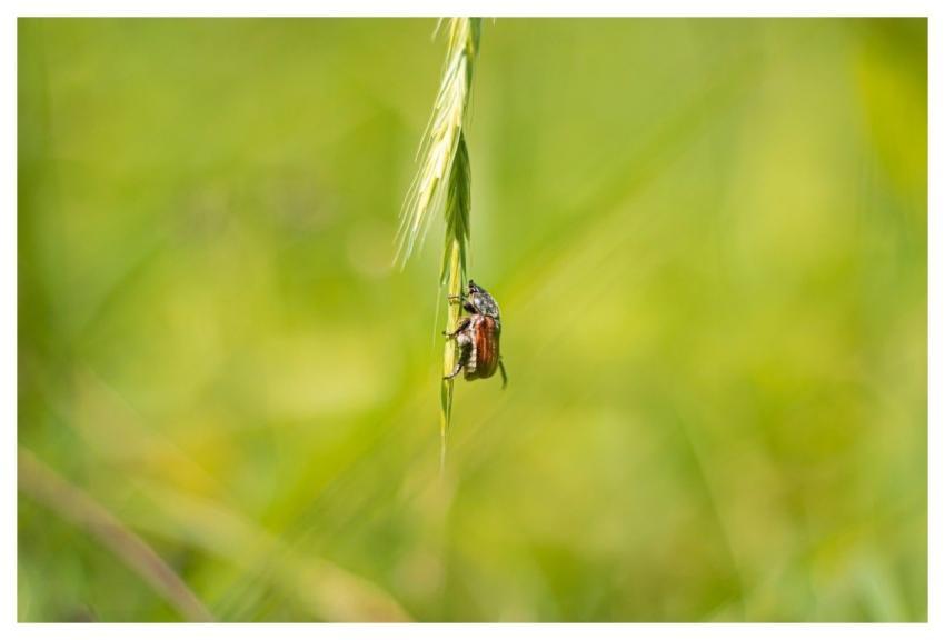 Bug Insect Wildlife Nature