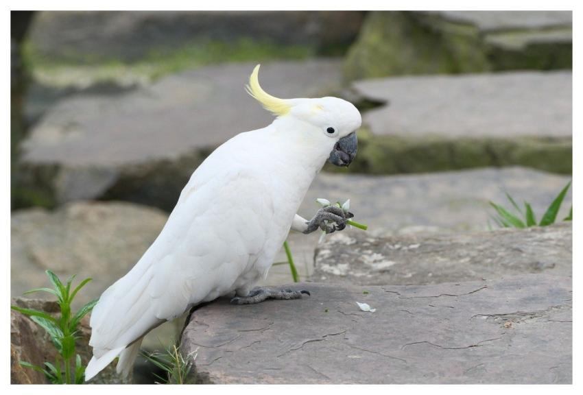 Cockatoo Bird Nature Wildlife