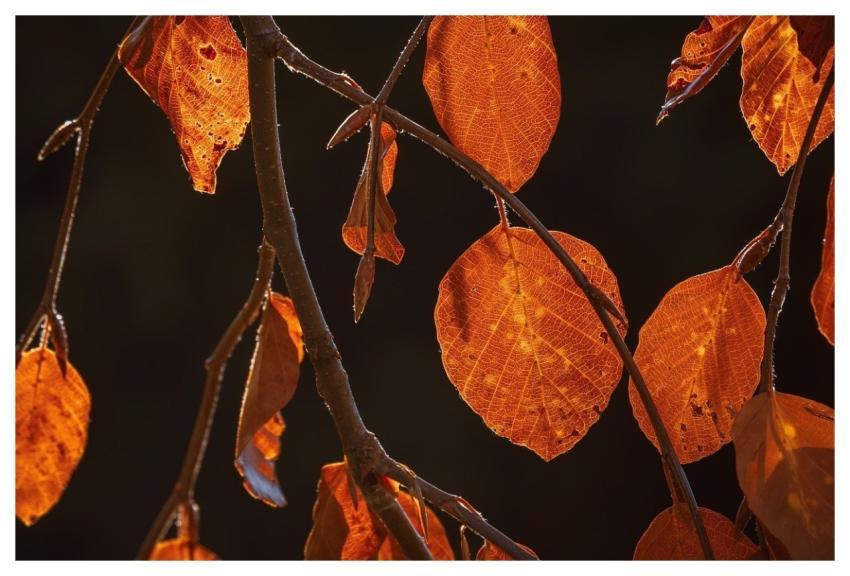 Autumn Leaves Fall Nature Autumn Colors