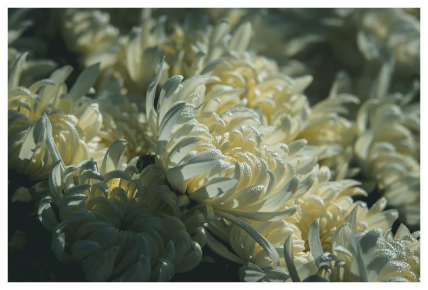 Chrysanthemum Nature Flower Blossom
