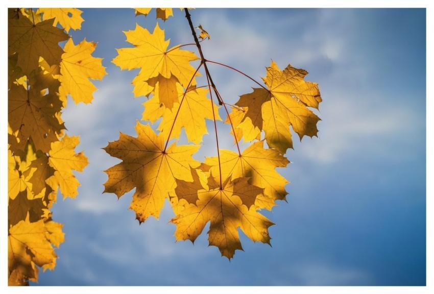 Autumn Leaves Fall Nature Maple Leaves