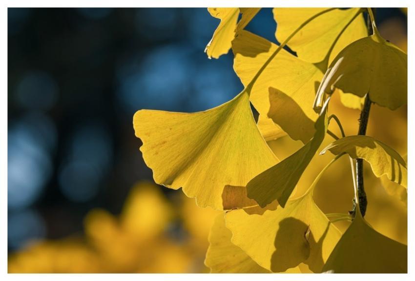 Autumn Leaves Ginkgo Fall Nature