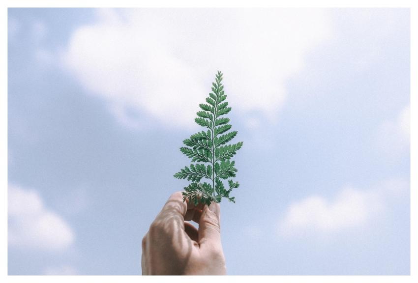 Leaves Tree Green Blue Sky