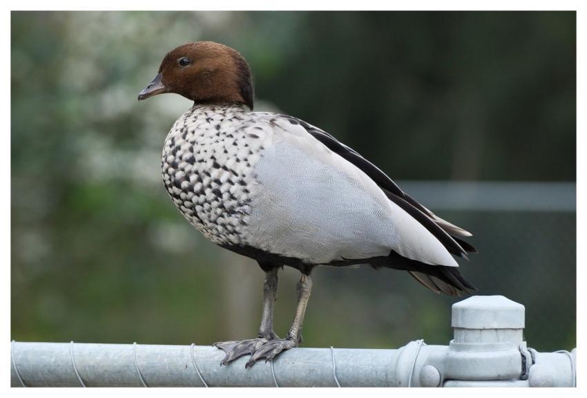 Duck Nature Wildlife Bird