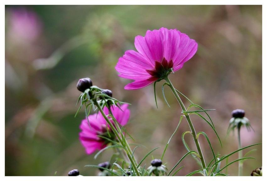 Cosmea Jewelry Basket Pointed Flower Pink Flower