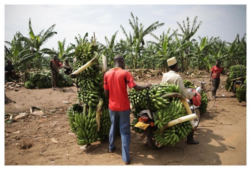 Uganda Transport Banana Fruit