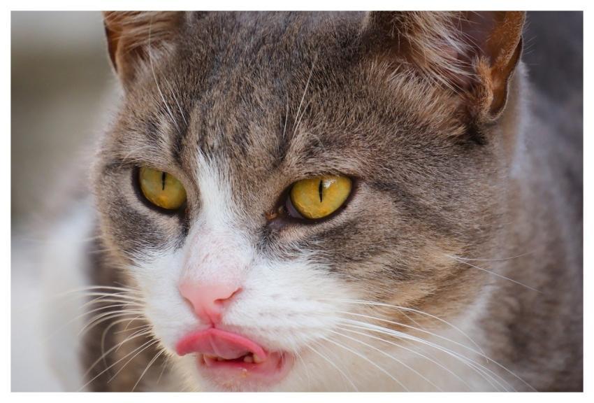 Cat Close Up Feline Yellow Eyes