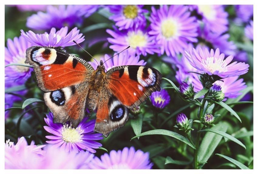 Butterfly Nature Insect Close Up