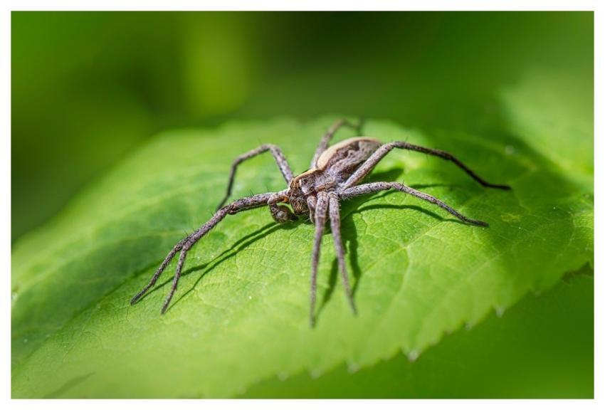 Wildlife Observation Arachnids Biodiversity Conser