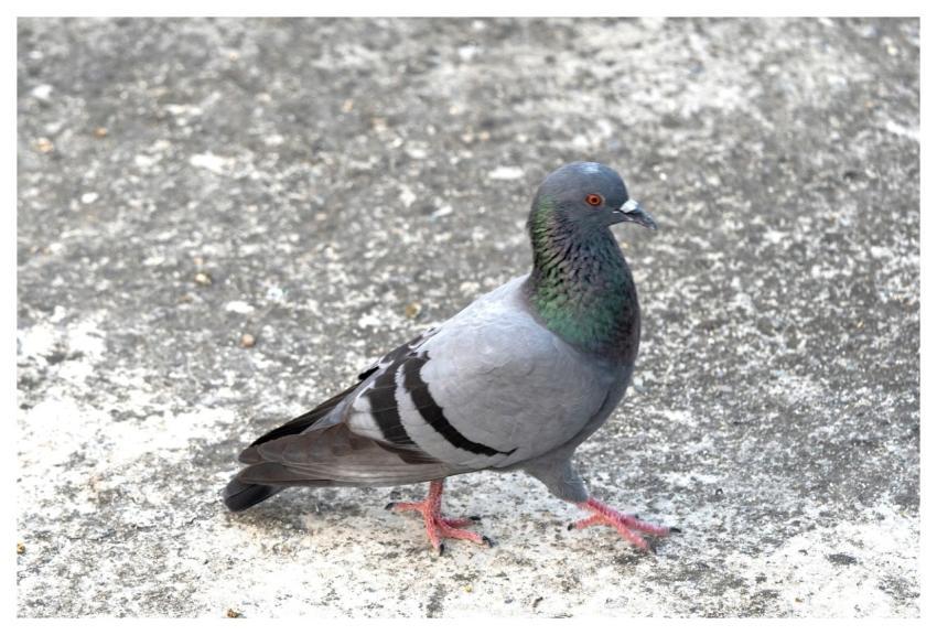 Pigeon Dove Animal Bird