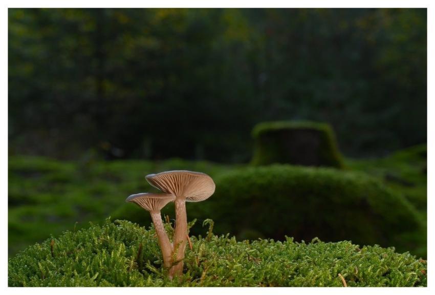 Mushrooms Disc Fungus Fall Moss