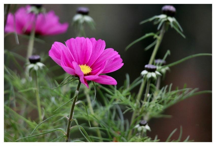 Cosm Cosmea Jewelry Basket Pointed Flower