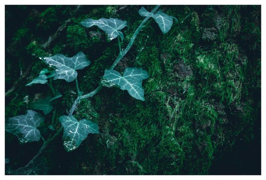 Abstract Background Branch Close Up