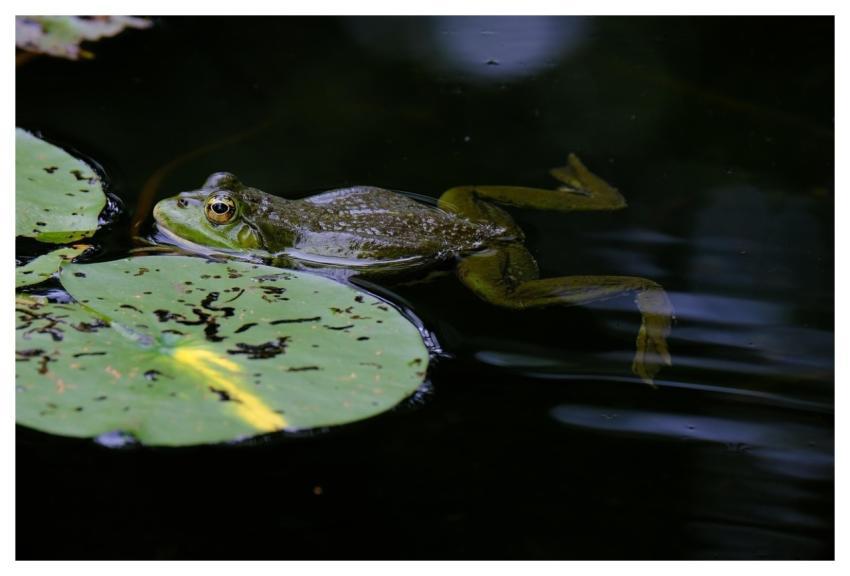 Frog Pond Tree Frog Nature