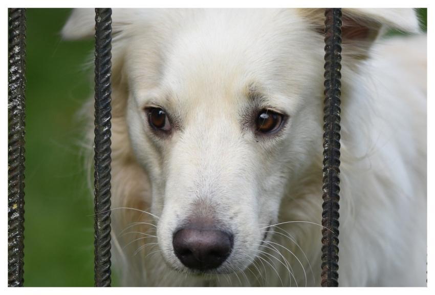 Dog Domestic Animal Animal Nature